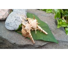 Velké mušle lastury z Filipín pozlacené náušnice