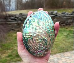 Abalone paua maxi mušle 12-13 cm, přírodní dekorace copy