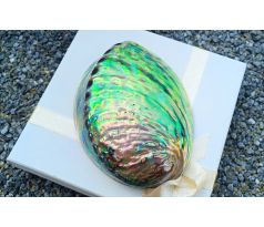Abalone paua maxi mušle 12-13 cm, přírodní dekorace