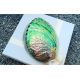 Abalone paua maxi mušle 12-13 cm, přírodní dekorace