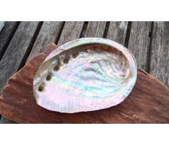 Velká přírodní abalone paua mušle, lastura UŠEŇ Haliotis assimilis 11 cm Mexiko