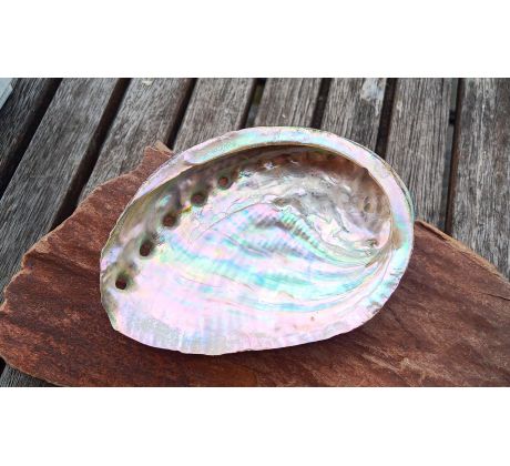 Velká přírodní abalone paua mušle, lastura UŠEŇ Haliotis assimilis 11 cm Mexiko