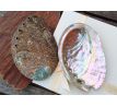 Velká přírodní abalone paua mušle, lastura UŠEŇ Haliotis assimilis 11 cm Mexiko